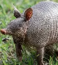 Dark_Armadill0